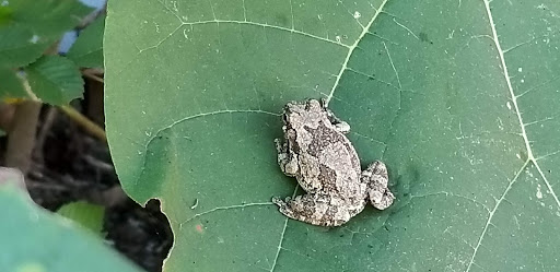 Tourist Attraction «Loop Island Wetlands», reviews and photos, 2200 E Main St, New Albany, IN 47150, USA