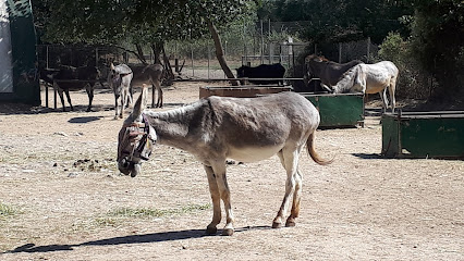 Donkey Rescue Center