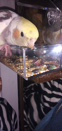 Discount Store «99 Cents Only Stores», reviews and photos, 543 N Azusa Ave, Covina, CA 91722, USA