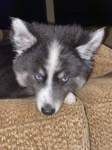 Pet Supply Store «Petland Tyler», reviews and photos, 4512 S Broadway Ave, Tyler, TX 75703, USA