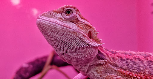 Pet Supply Store «Pet Supplies Plus», reviews and photos, 1094 N Wisner St, Jackson, MI 49202, USA