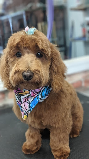 Pet Groomer «A Klassy Lassie, LLC», reviews and photos, 30 Old Jackson Rd, McDonough, GA 30252, USA