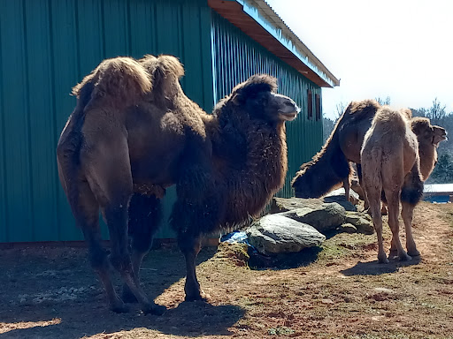 Zoo «Chestatee Wildlife Preserve & Zoo», reviews and photos, 469 Old Dahlonega Hwy, Dahlonega, GA 30533, USA