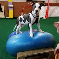 Canine Complex & Friends (Buffalo) - Photo 8 - Car repair in Buffalo, NY, Buffalo