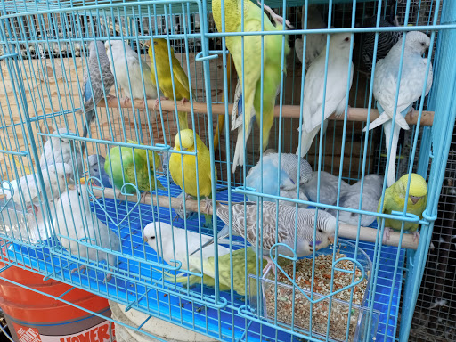 Pet Store «Inez Pet Shop», reviews and photos, 3825 Whittier Blvd, Los Angeles, CA 90023, USA