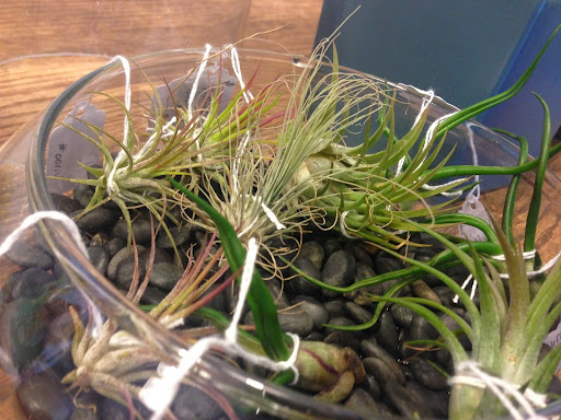 Gift Shop «Natural Selection», reviews and photos, 39 St Lawrence Ave, Reno, NV 89509, USA