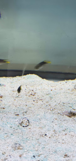 Pet Store «Island Pet Shop», reviews and photos, 55 Goodwin Dr # 102, Merritt Island, FL 32952, USA