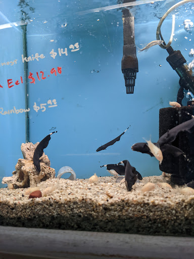 Tropical Fish Store «C K Fish World», reviews and photos, 410 N Azusa Ave, West Covina, CA 91791, USA