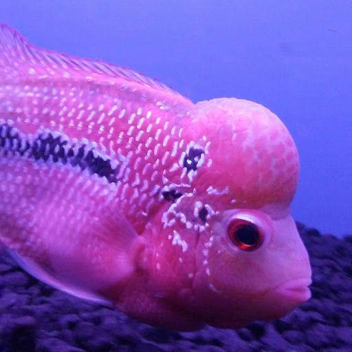 Aquarium «Crystal Reef Aquariums», reviews and photos, 311 Pass Rd, Gulfport, MS 39507, USA