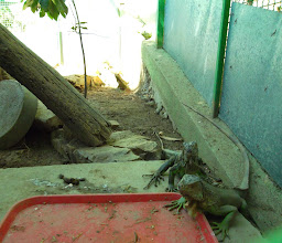 Iguanario Papagayo photo