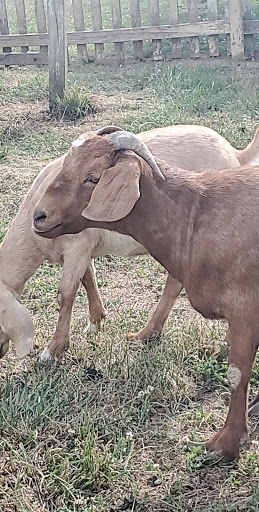 Ice Cream Shop «Grochowicz Farm Market & Fall Family Fun», reviews and photos, 2401 NJ-31, Glen Gardner, NJ 08826, USA