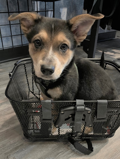 Bicycle Store «Bike Barn», reviews and photos, 4112 N 36th St, Phoenix, AZ 85018, USA