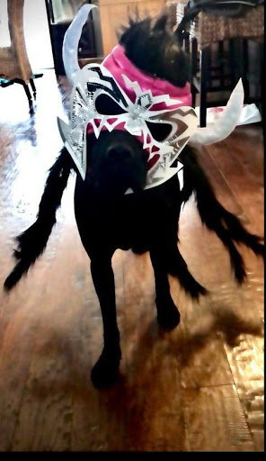 Pet Supply Store «Natural Pet Center», reviews and photos, 3037 13th Ave S, Fargo, ND 58103, USA