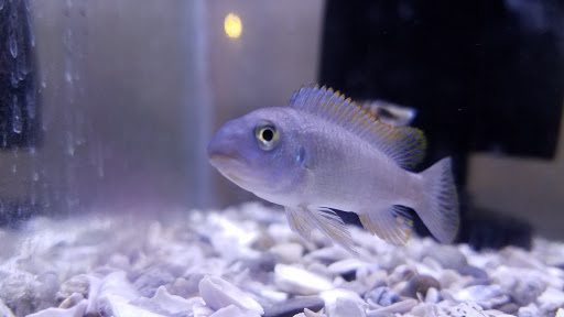 Tropical Fish Store «Aquastetics», reviews and photos, 354 E Main St, Fall River, MA 02724, USA