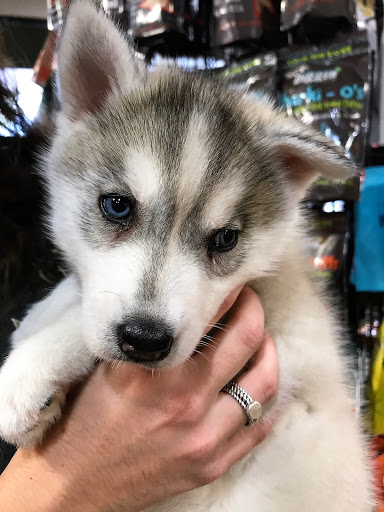 Pet Store «Earthwise Pet - Southlake», reviews and photos, 100 W Southlake Blvd #150, Southlake, TX 76092, USA