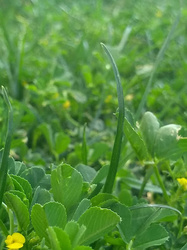 Park «Margaret T. Hance Park», reviews and photos, 67 W Culver St, Phoenix, AZ 85003, USA