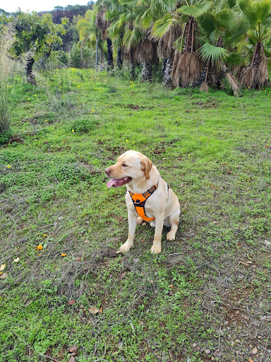 Cuidador De Perros Guardería Canina en Nerja - Urbanización Almijara III 36, 29780 Nerja, Málaga, España