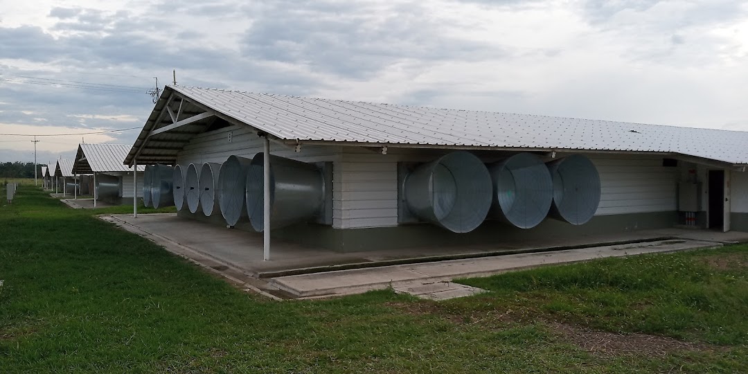 Granja avícola Semillas