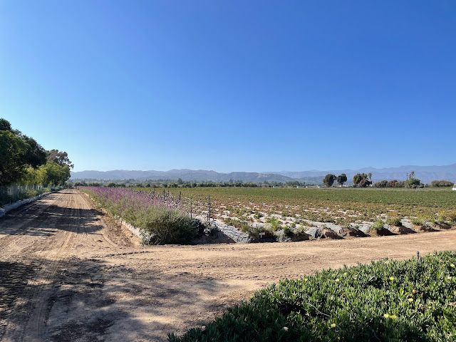 Harry's Berries by null