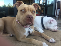 At Your BARK and CALL pet sitting - Photo 5 - Car repair in , Long Beach