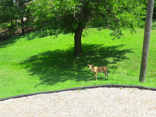 Park «Bingham Park», reviews and photos, 160 Coral Ave, Louisville, KY 40206, USA