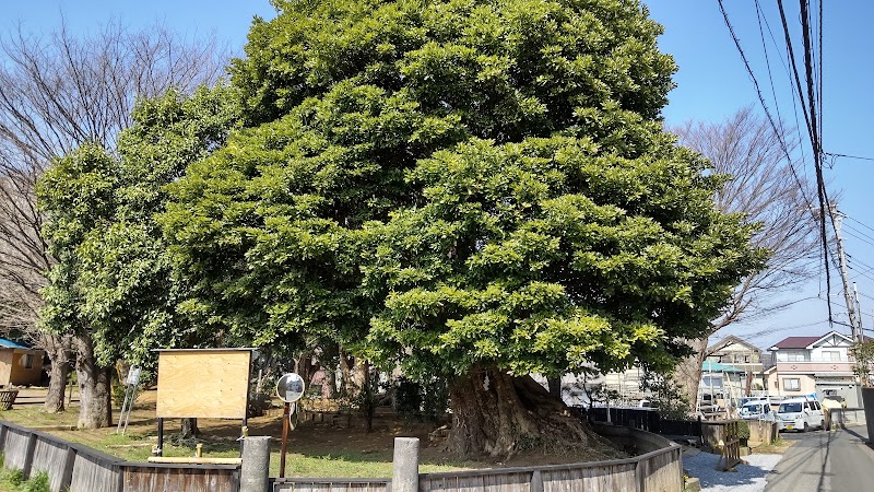 子宝の木