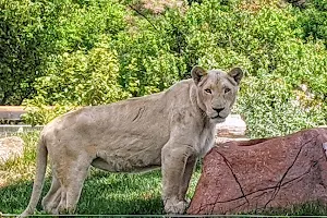 Lion Exhibit image