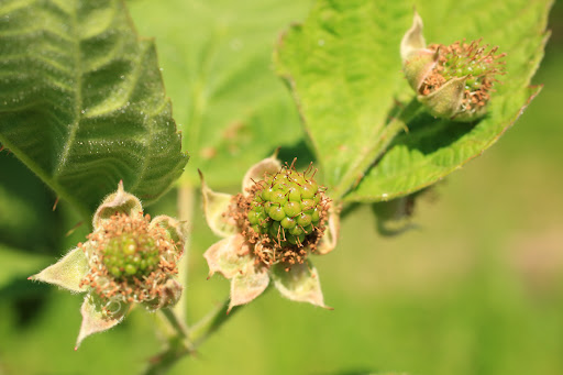 Produce Market «B&P Hitz Fruit Farm (Apples N Produce)», reviews and photos, 14070 Wilco Hwy NE, Woodburn, OR 97071, USA