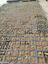 Photo n°4 de Le vintage potager à Saint-Germain-de-Livet ()