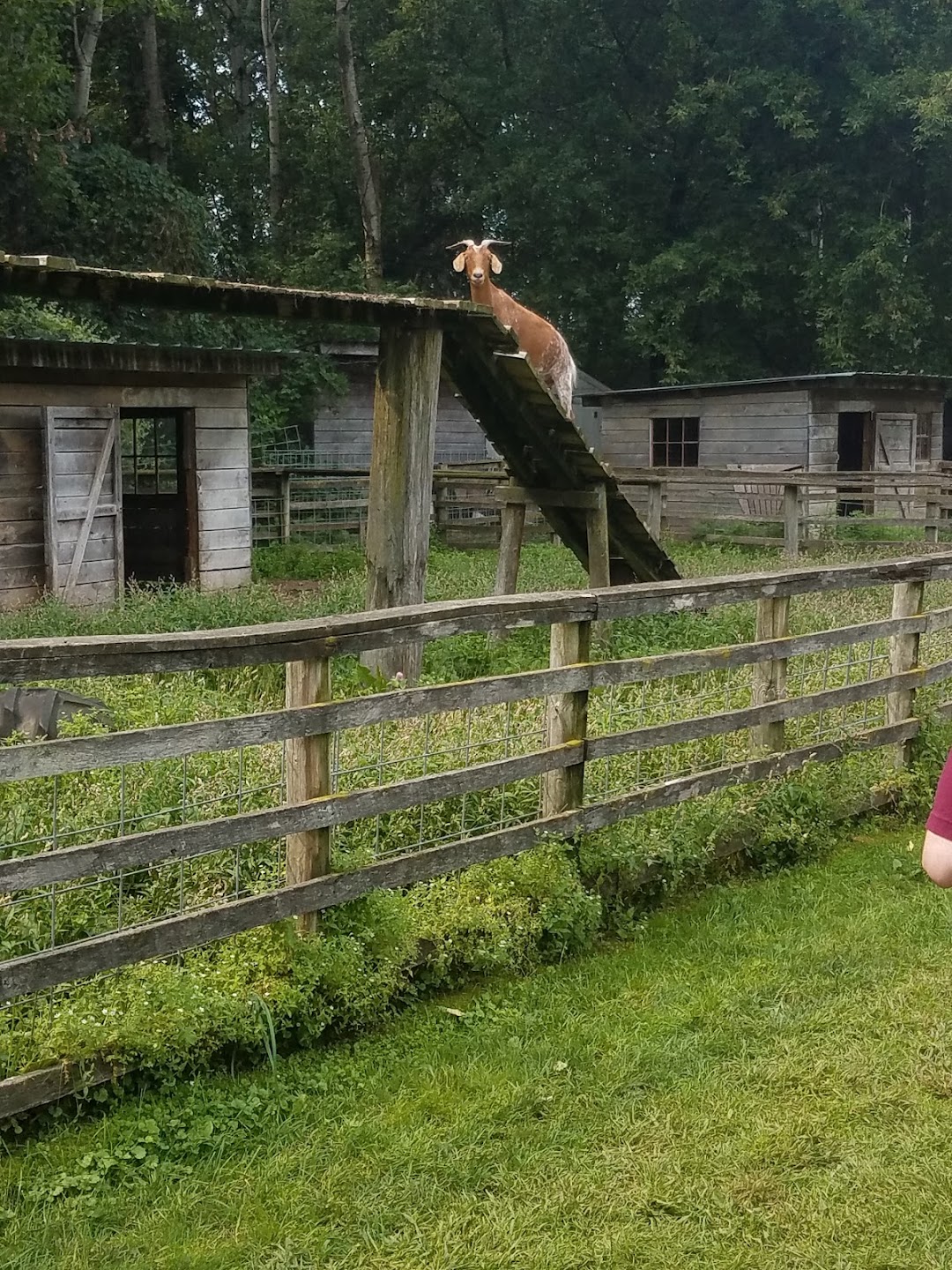Concord Zoo