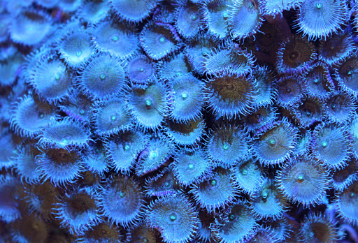 Tropical Fish Store «Premier Aquatics», reviews and photos, 1801 Roswell Rd, Marietta, GA 30062, USA