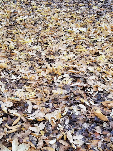 Park «Shadywood Park», reviews and photos, 535 NE 24th Ave, Hillsboro, OR 97124, USA