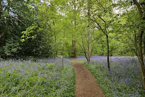 Tocil Wood and Nature Reserve image