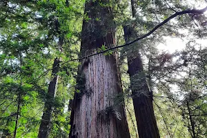 Visitor Center | Henry Cowell Redwoods State Park image