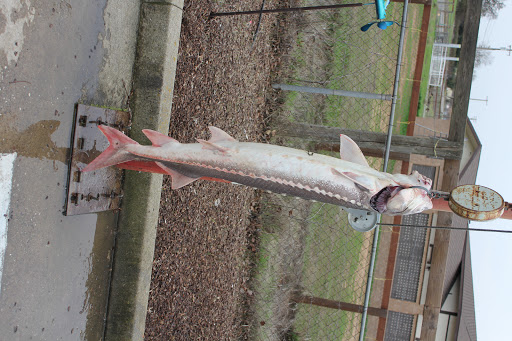 Bait Shop «Elkhorn Outdoor Sports», reviews and photos, 6745 20th St, Rio Linda, CA 95673, USA