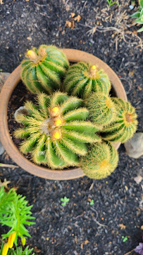 The Plant Shop - Photo 7 - Car repair in Lorain, OH, Lorain