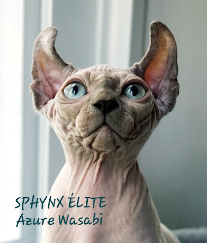 Sphynx Élite Éleveur / Chatterie