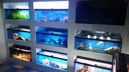 Dream Marine Aquarium Services
