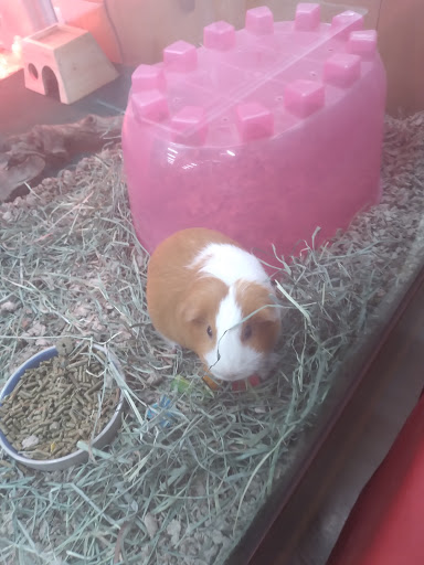 Pet Supply Store «Kahoots Pet Store», reviews and photos, 334 W El Norte Pkwy, Escondido, CA 92026, USA