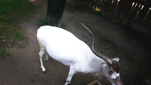 Zoo «Lupa Zoo», reviews and photos, 62 Nash Hill Rd, Ludlow, MA 01056, USA