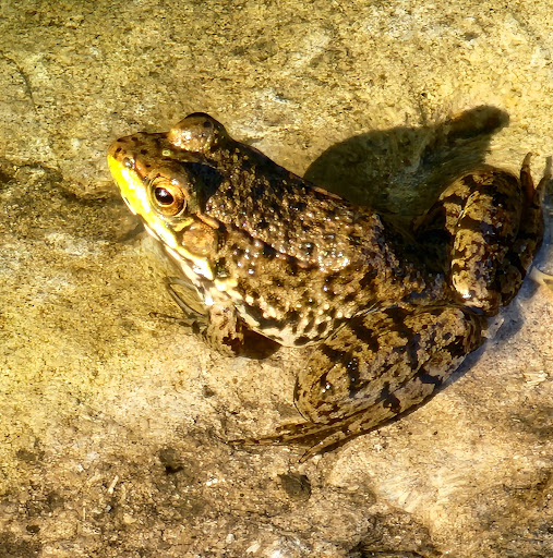 Nature Preserve «Reinstein Woods Nature Preserve», reviews and photos, 93 Honorine Dr, Depew, NY 14043, USA