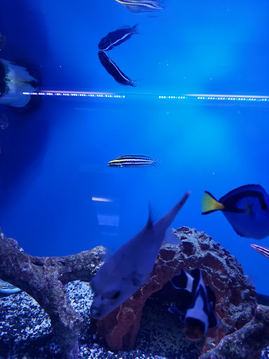 Pet Supply Store «Sea Level Aquarium», reviews and photos, 28 US-46, Pine Brook, NJ 07058, USA