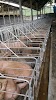 Lourdes Farm Ranoyapo Logo, Indonesia, Ranch