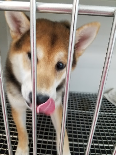 Pet Store «Petland», reviews and photos, 5470 Dixie Hwy, Fairfield, OH 45014, USA