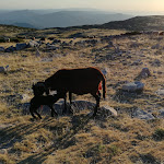 Photo n°7 de l'avis de João.a fait le 11/09/2019 à 14:31 sur le  O Vicente à Loriga Seia