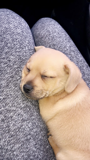 High Peaks Animal Hospital of Malone image