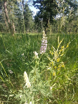Chavez and Beaver Brook Trail Loop - photo 26