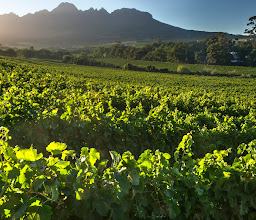Wine Estate - Audacia photo