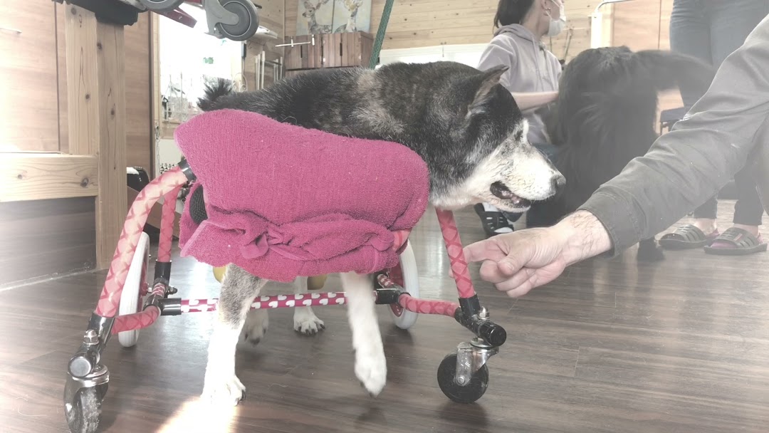 犬の車椅子専門店