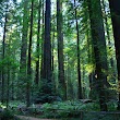 Humboldt Redwoods State Park